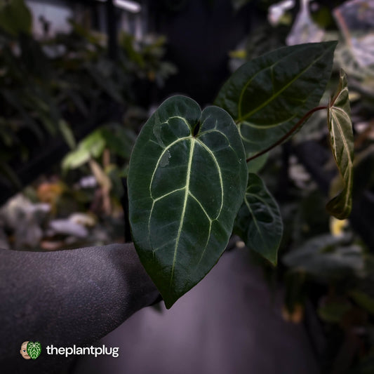 Anthurium (regale x 'SKG hybrid') x besseae aff