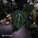 Anthurium (regale x 'SKG hybrid') x besseae aff