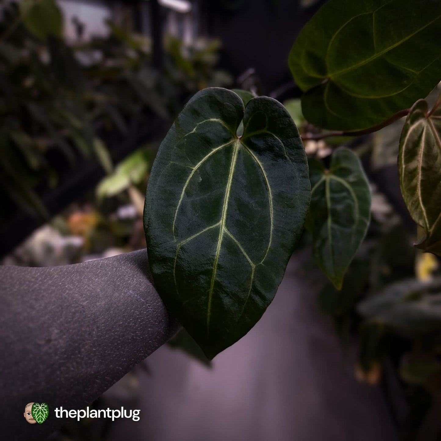 Anthurium (regale x 'SKG hybrid') x besseae aff