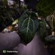 Anthurium (regale x 'SKG hybrid') x besseae aff