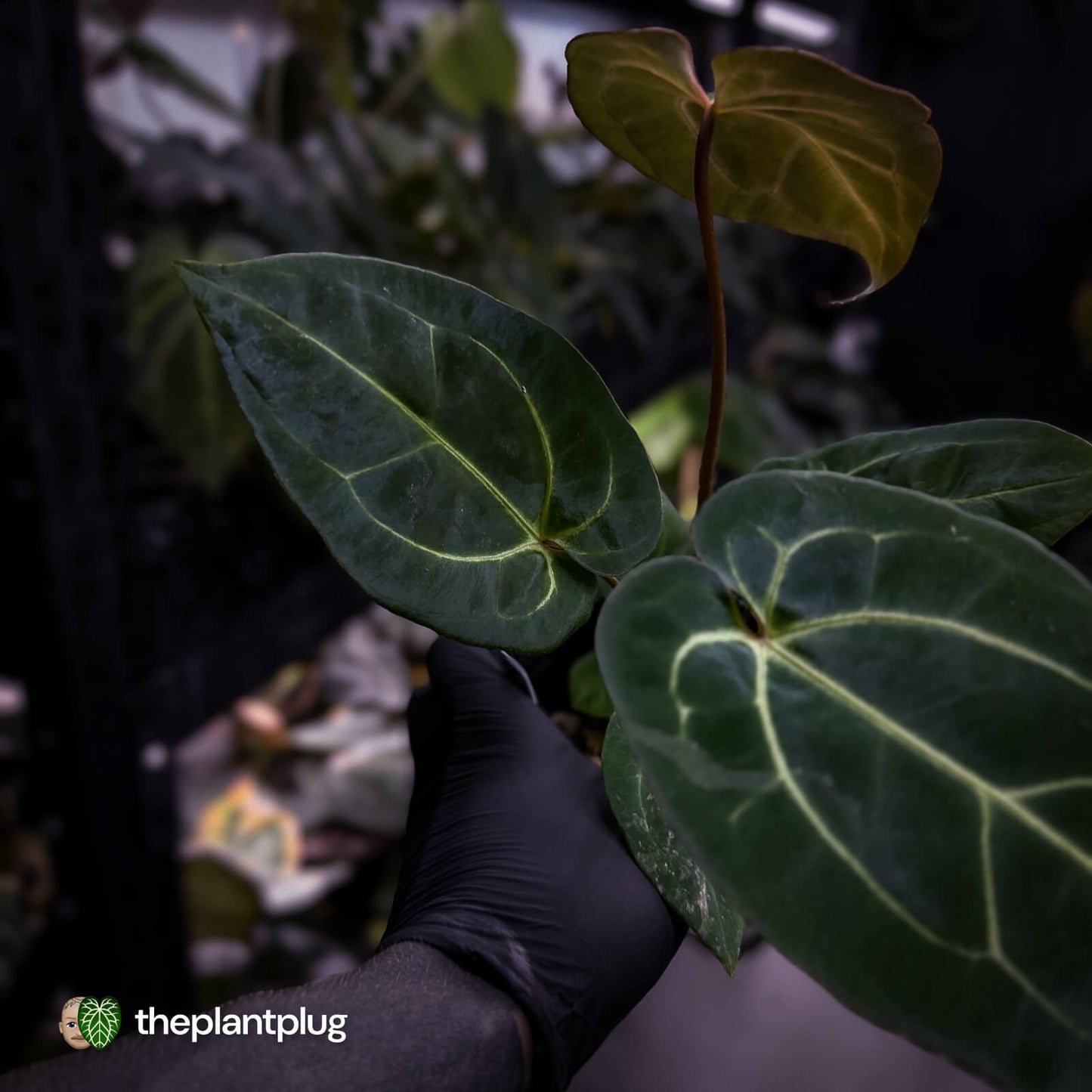 Anthurium (regale x 'SKG hybrid') x besseae aff
