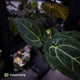 Anthurium (regale x 'SKG hybrid') x besseae aff