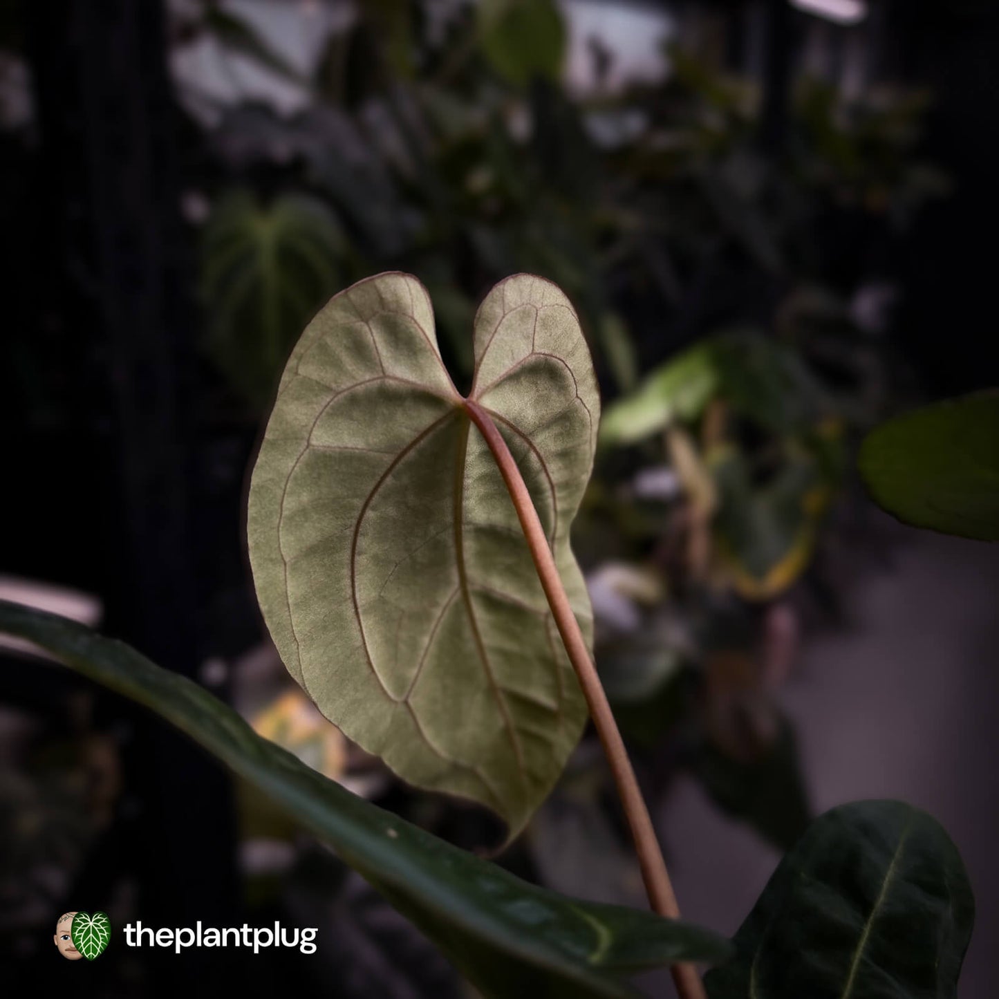 Anthurium (regale x 'SKG hybrid') x besseae aff