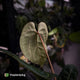 Anthurium (regale x 'SKG hybrid') x besseae aff