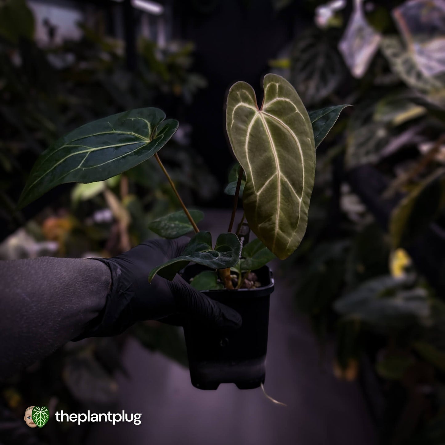 Anthurium (regale x 'SKG hybrid') x besseae aff