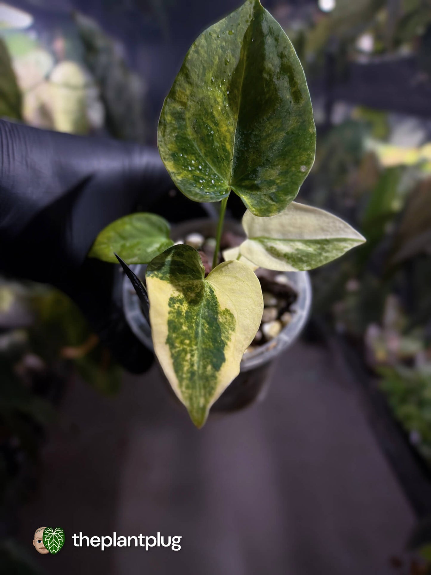 Anthurium forgetii x crystallinum hybrid • variegated 🌟