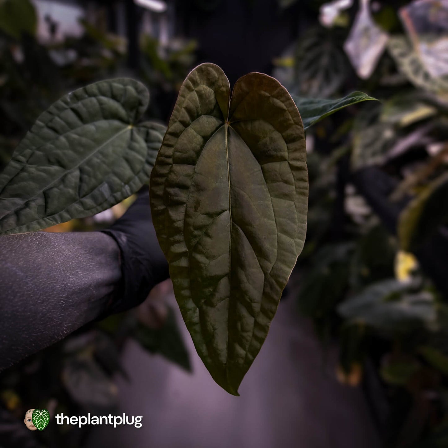 Anthurium 'Michelin Man' x (papillilaminum x luxurians)