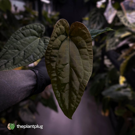 Anthurium 'Michelin Man' x (papillilaminum x luxurians)