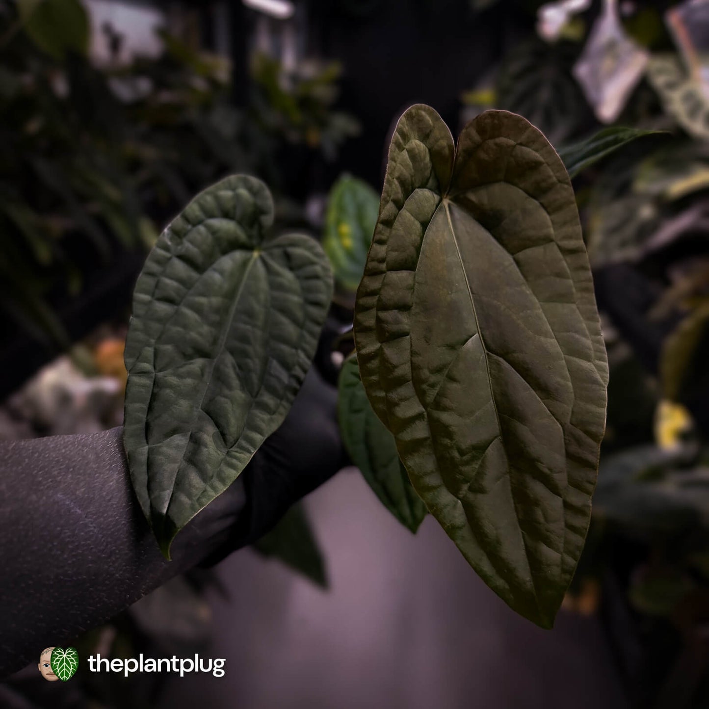 Anthurium 'Michelin Man' x (papillilaminum x luxurians)