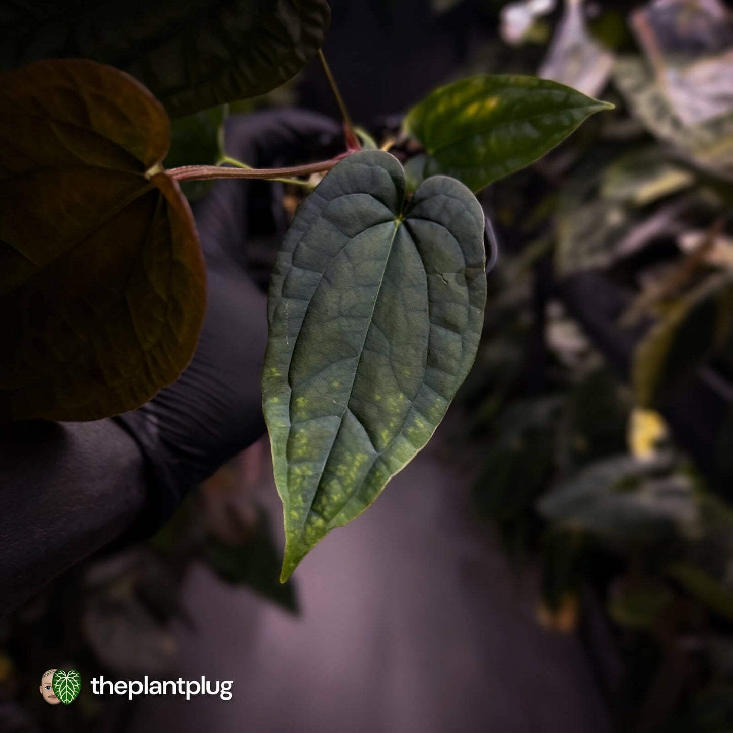Anthurium 'Michelin Man' x (papillilaminum x luxurians)