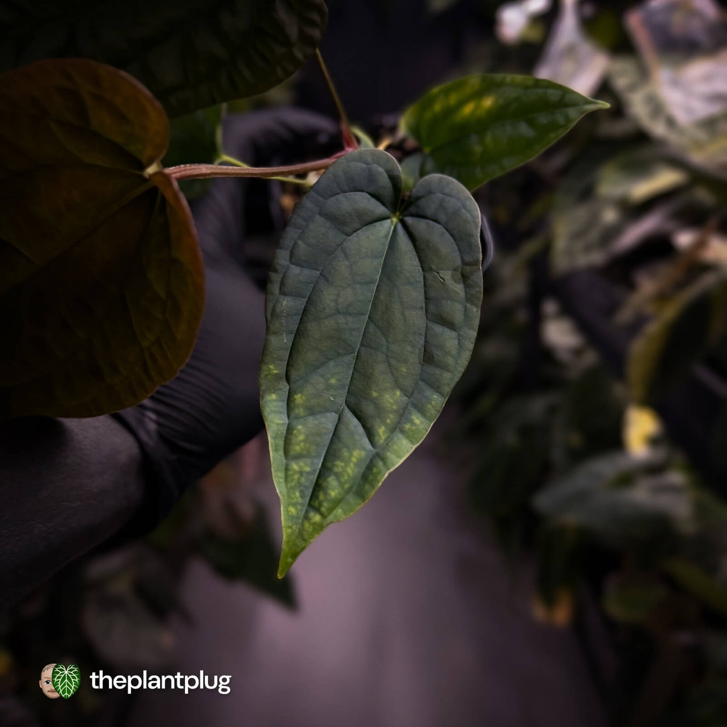 Anthurium 'Michelin Man' x (papillilaminum x luxurians)