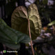 Anthurium 'Michelin Man' x (papillilaminum x luxurians)