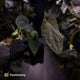 Anthurium 'Michelin Man' x (papillilaminum x luxurians)