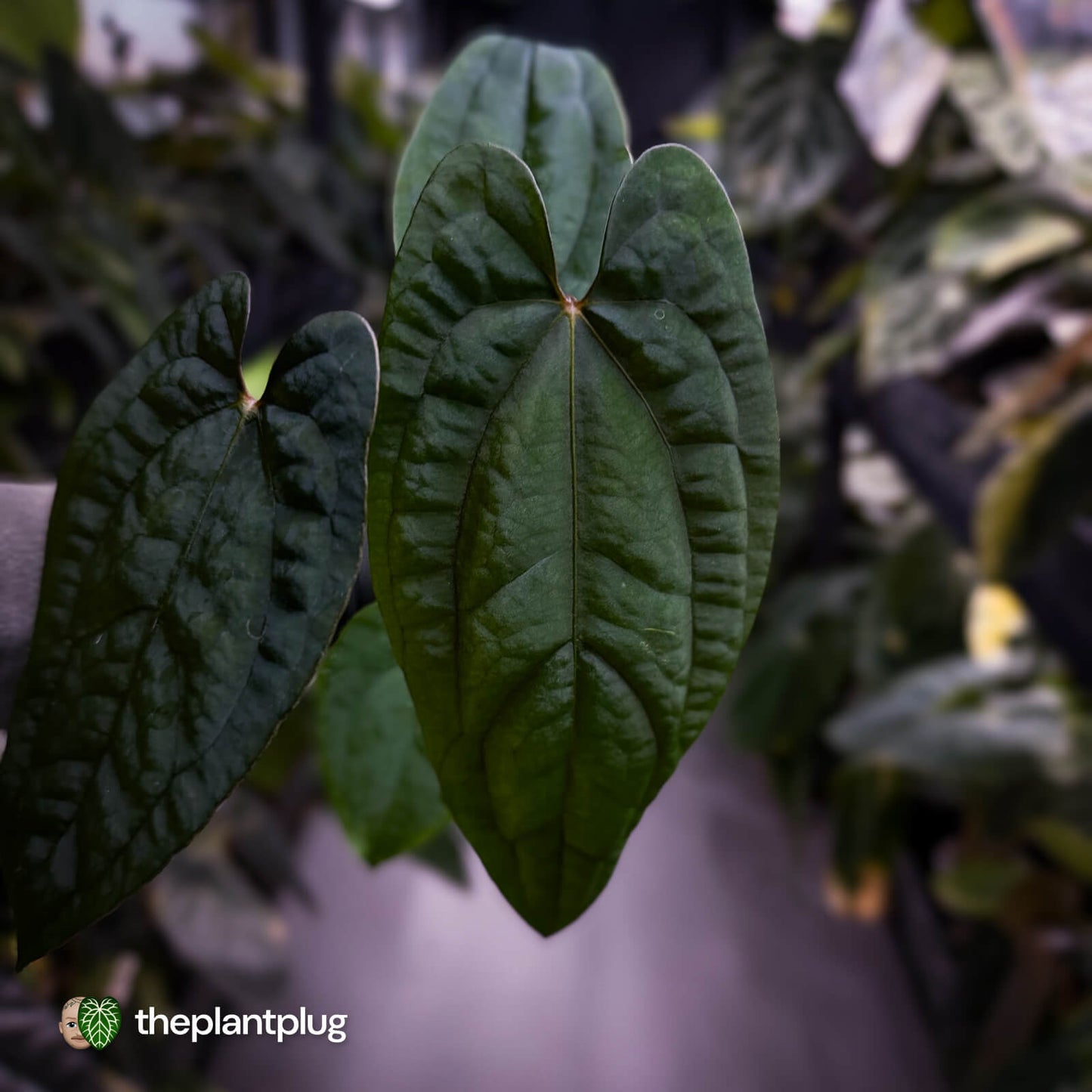 Anthurium 'RVDP' x papillilaminum 'RL' s1