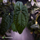 Anthurium 'RVDP' x papillilaminum 'RL' s1