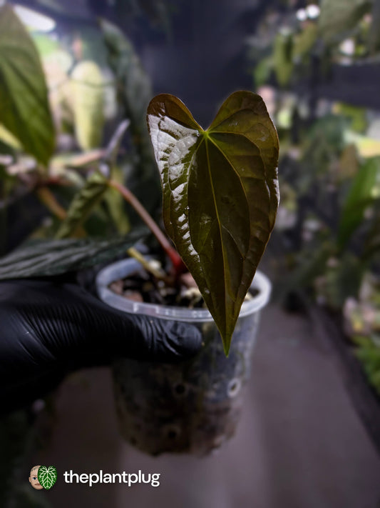 Anthurium #Messiah • luxurians x papillilaminum