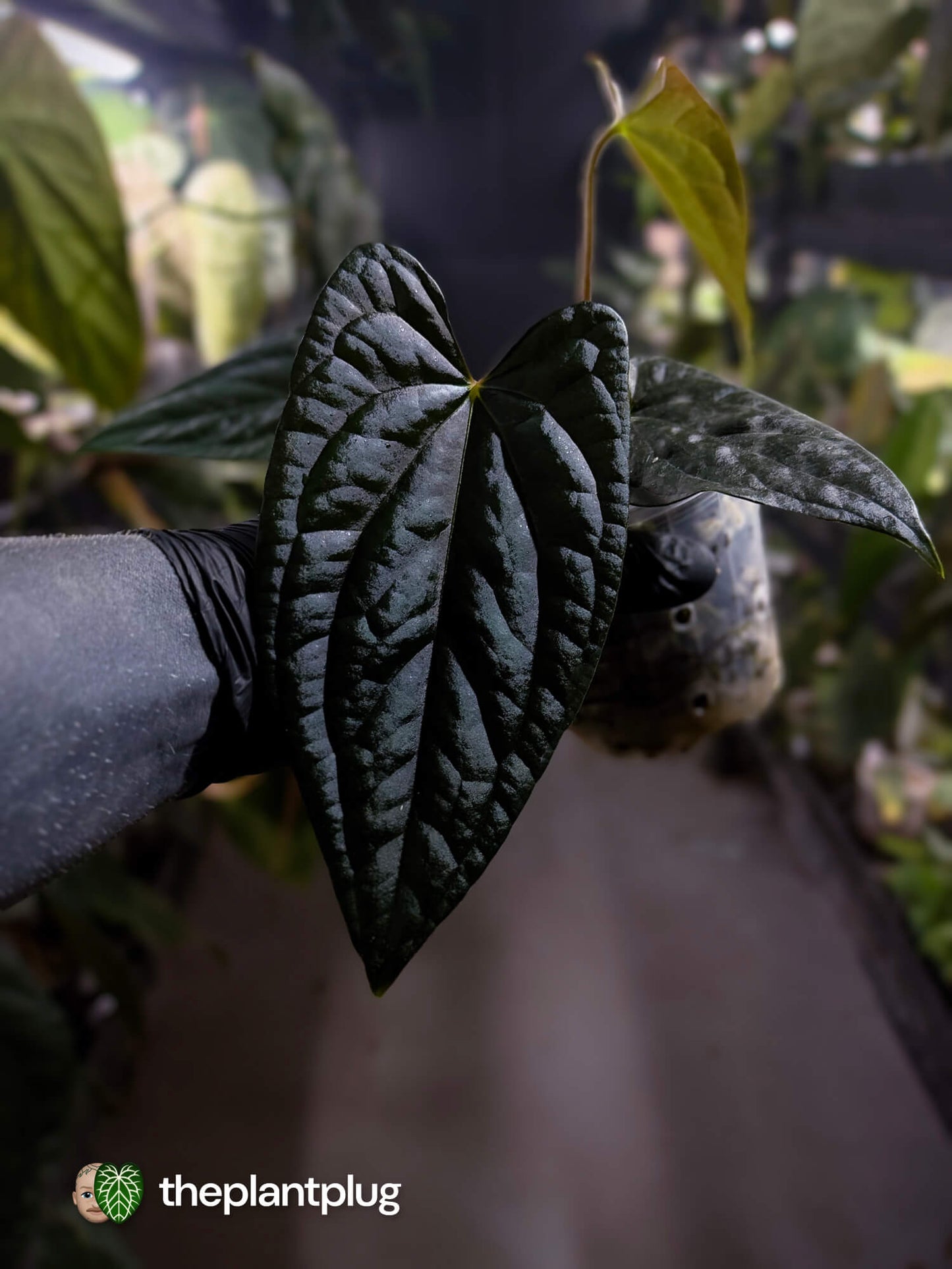Anthurium #Messiah • luxurians x papillilaminum