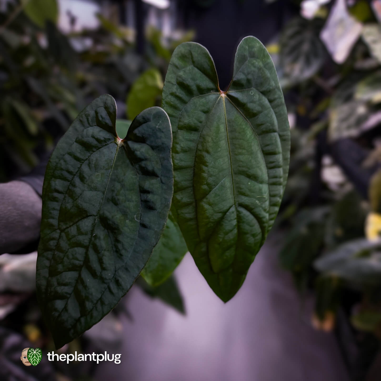 Anthurium 'RVDP' x papillilaminum 'RL' s1 – The Plant Plug