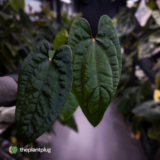 Anthurium 'RVDP' x papillilaminum 'RL' s1