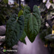 Anthurium 'RVDP' x papillilaminum 'RL' s1