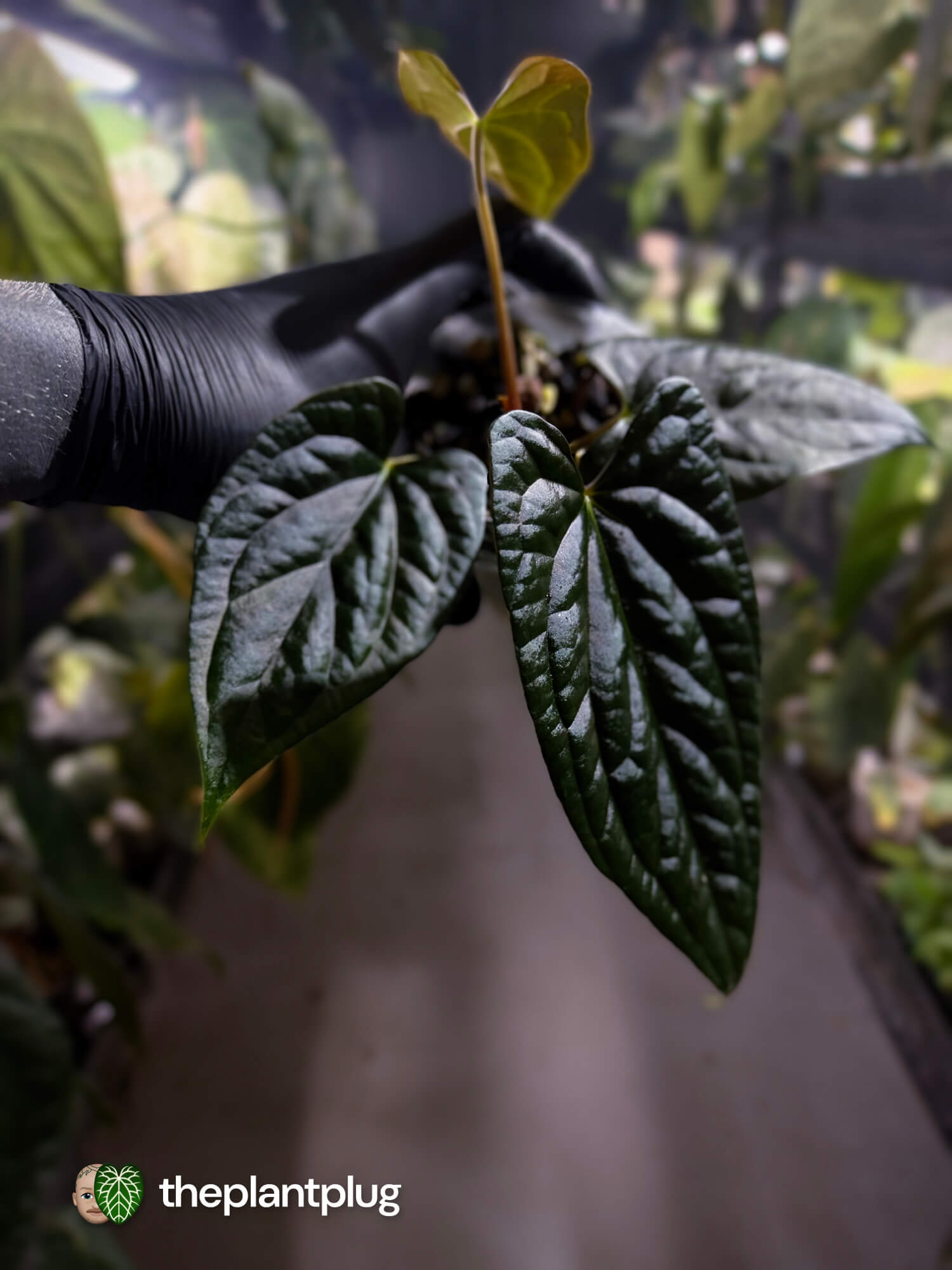 Anthurium #Messiah • luxurians x papillilaminum