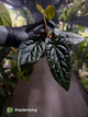 Anthurium #Messiah • luxurians x papillilaminum