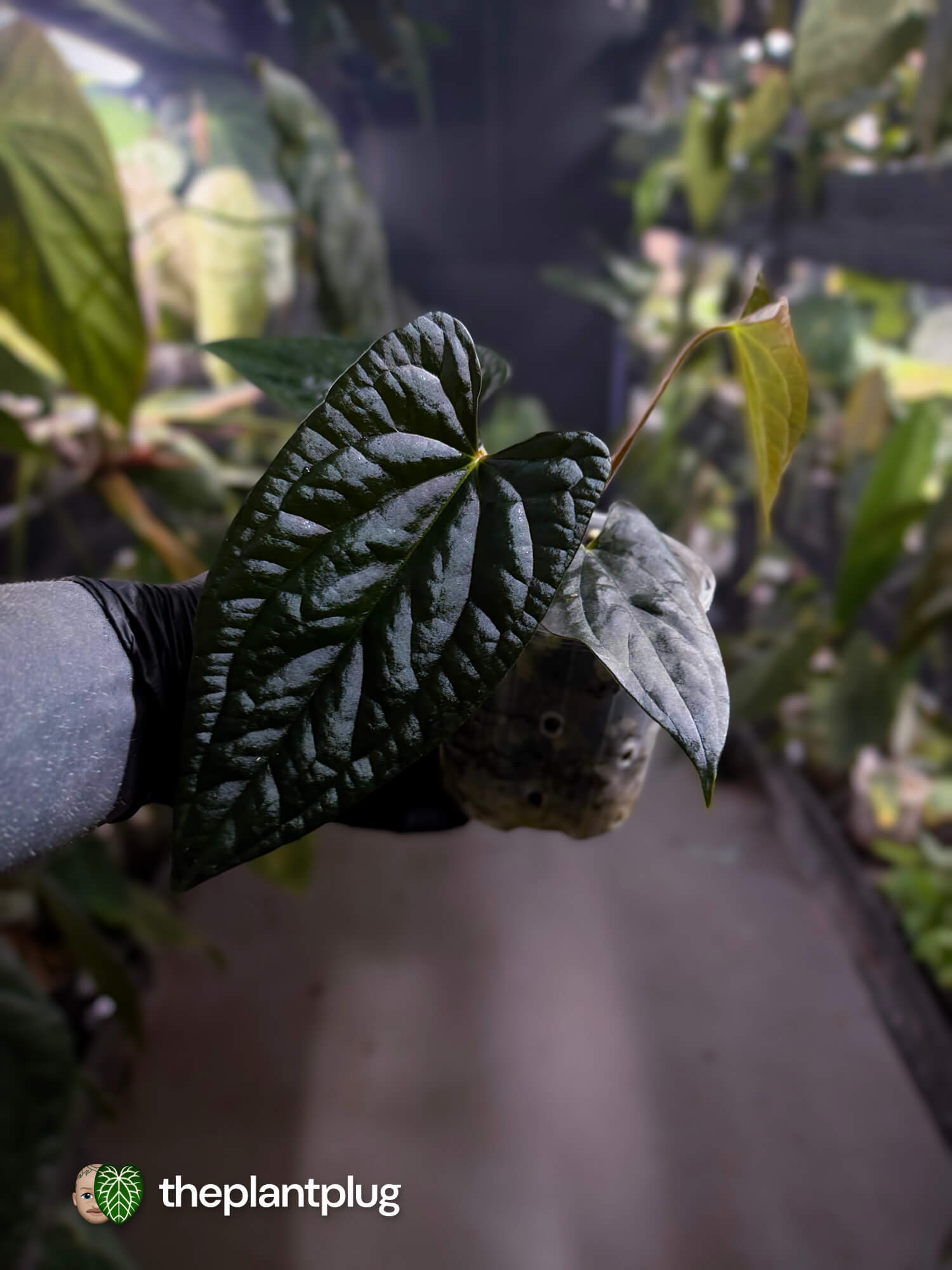 Anthurium #Messiah • luxurians x papillilaminum