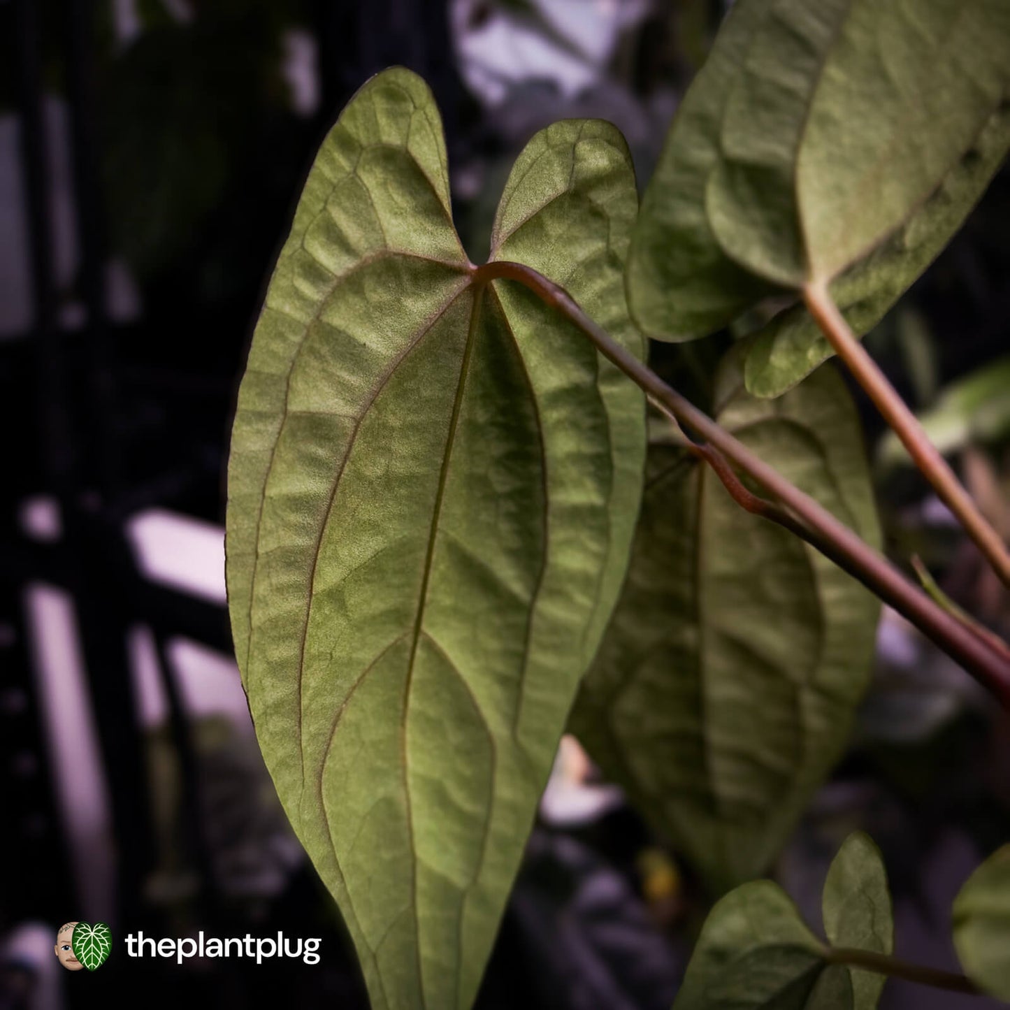 Anthurium 'RVDP' x papillilaminum 'RL' s1
