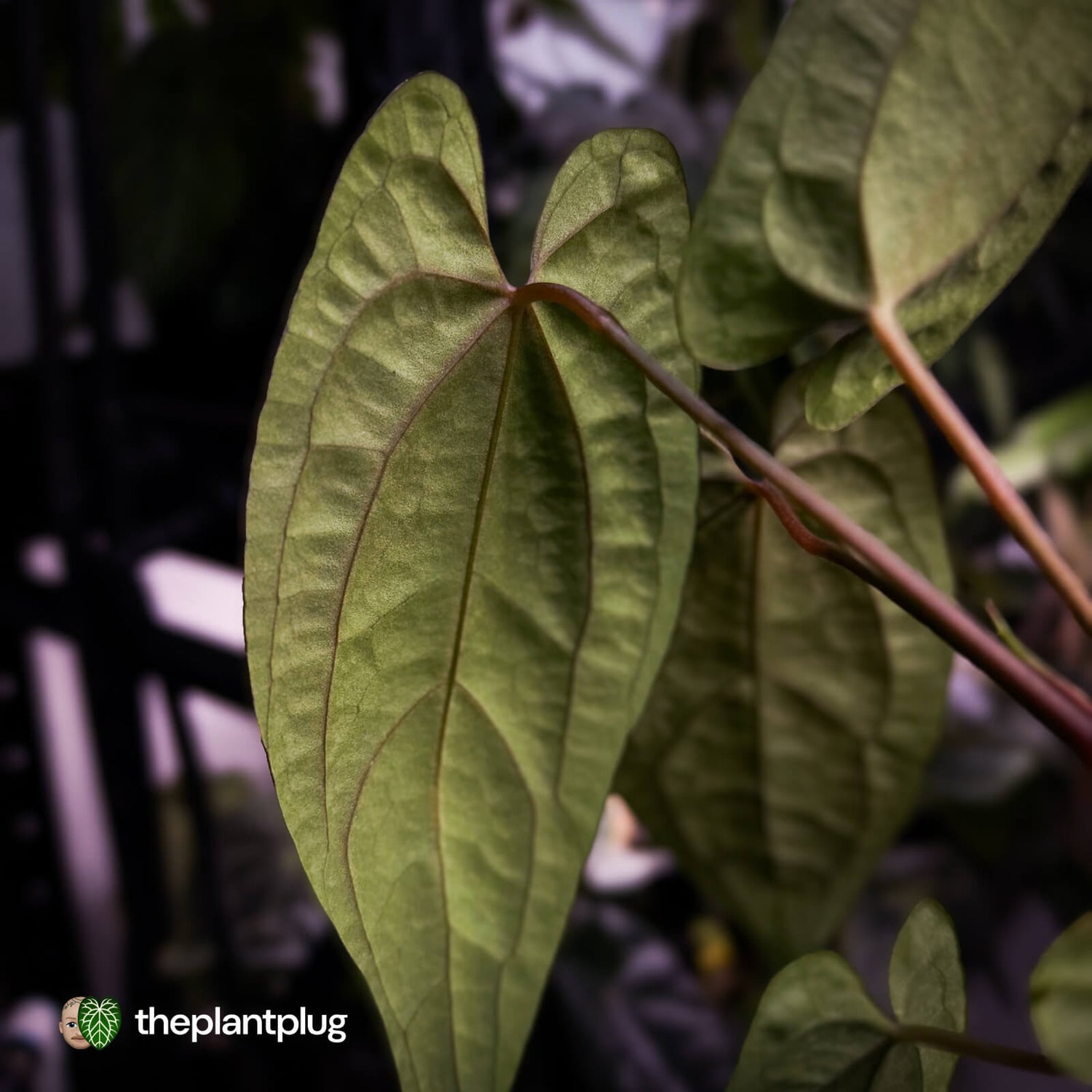 Anthurium 'RVDP' x papillilaminum 'RL' s1