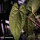 Anthurium 'RVDP' x papillilaminum 'RL' s1