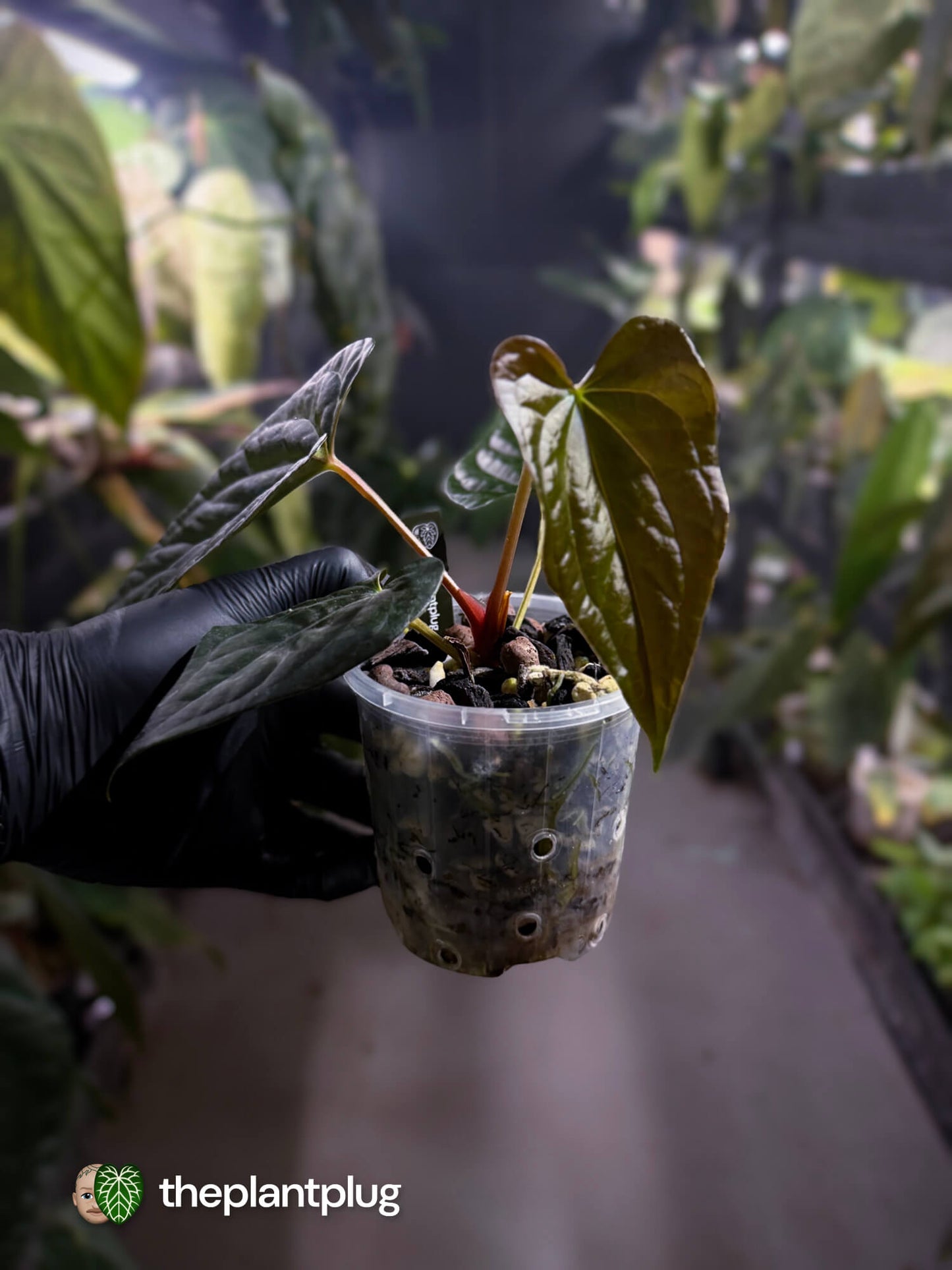 Anthurium #Messiah • luxurians x papillilaminum