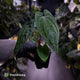 Anthurium 'RVDP' x papillilaminum 'RL' s1