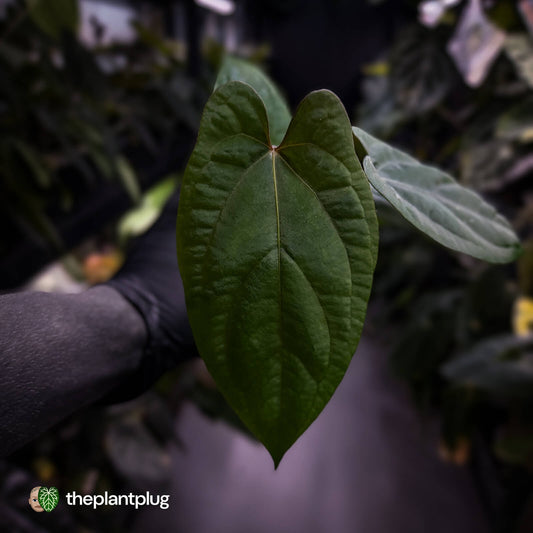 Anthurium 'RVDP' x papillilaminum 'RL' s1