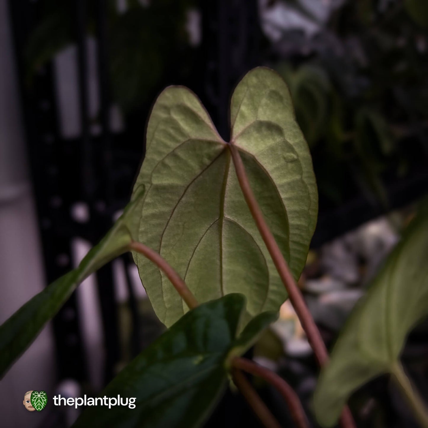 Anthurium 'RVDP' x papillilaminum 'RL' s1