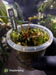 Anthurium #TacoTuesdays • select holdback