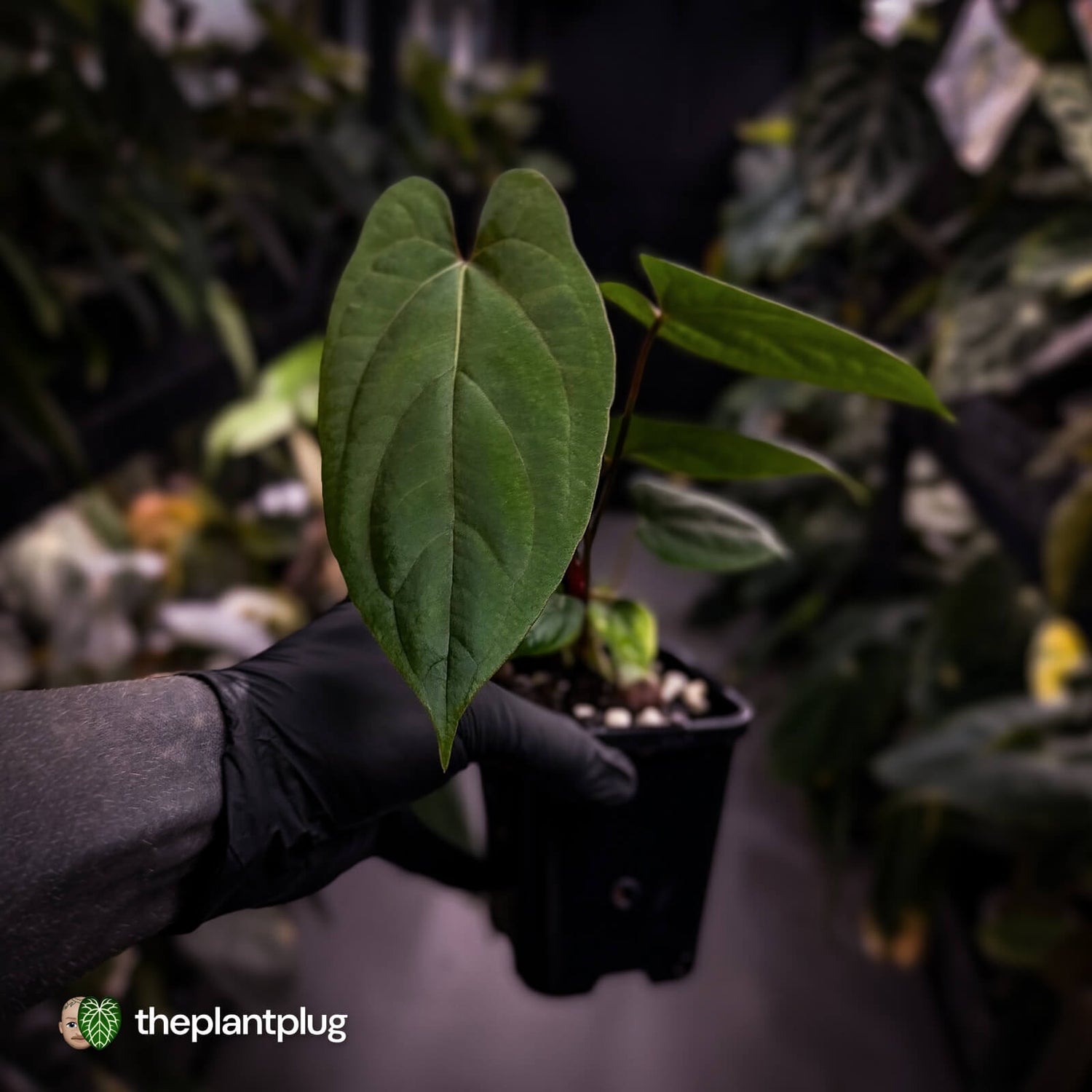 Anthurium 'RVDP' x papillilaminum 'RL' s1
