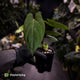 Anthurium 'RVDP' x papillilaminum 'RL' s1