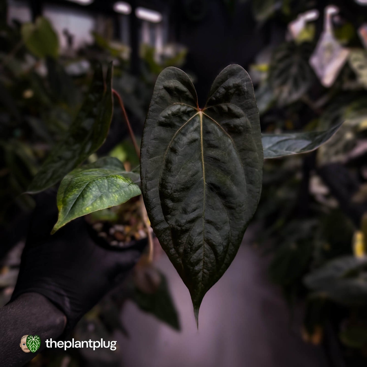 Anthurium 'RVDP' x papillilaminum 'RL' s1 • DARK SELECT