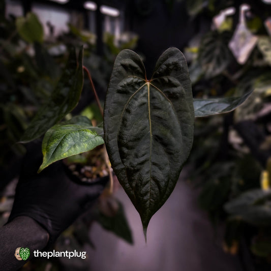 Anthurium 'RVDP' x papillilaminum 'RL' s1 • DARK SELECT