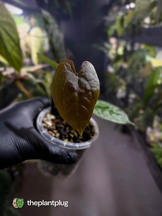 Anthurium ('JS NOID' x luxurians) #EmeraldLuxury 💎