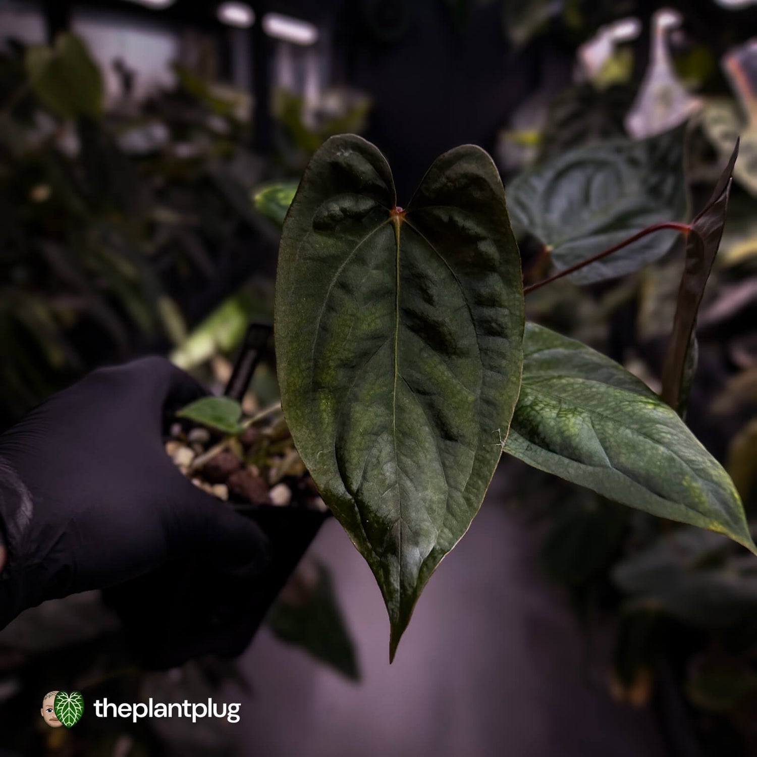 Anthurium 'RVDP' x papillilaminum 'RL' s1 • DARK SELECT