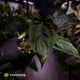 Anthurium 'RVDP' x papillilaminum 'RL' s1 • DARK SELECT