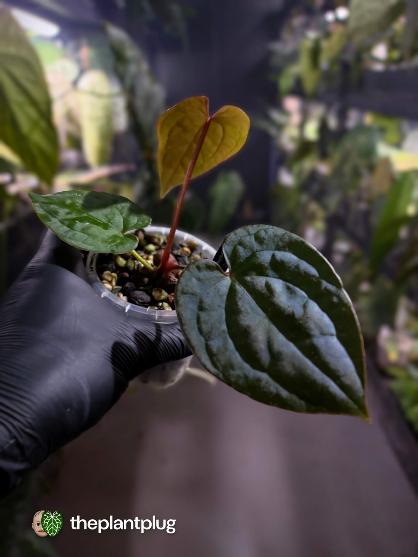Anthurium ('JS NOID' x luxurians) #EmeraldLuxury 💎