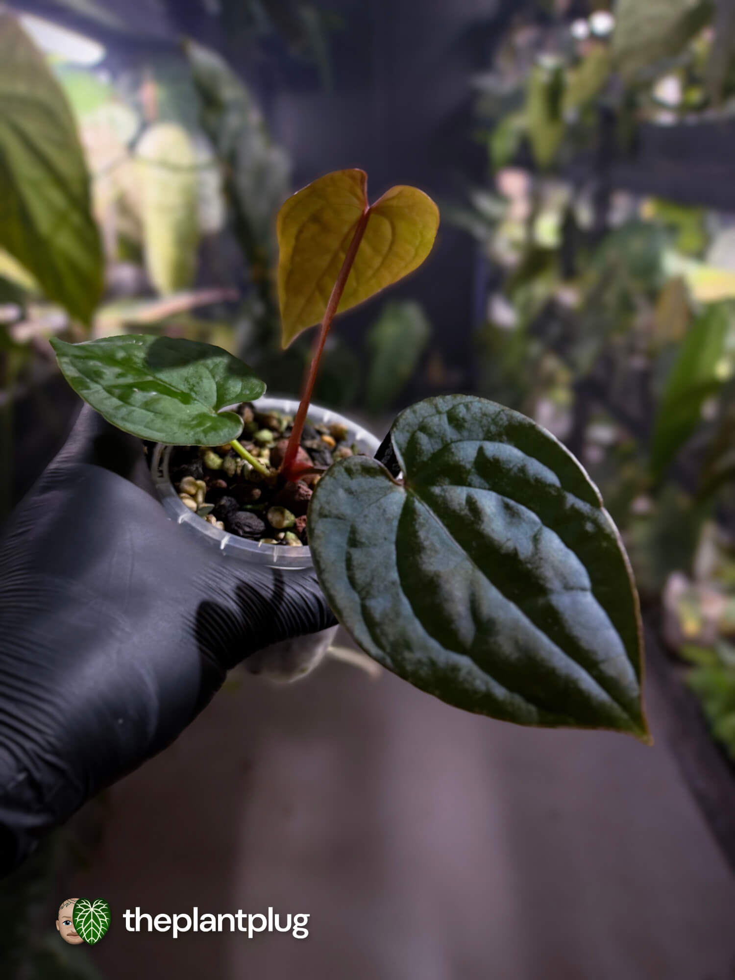 Anthurium ('JS NOID' x luxurians) #EmeraldLuxury 💎