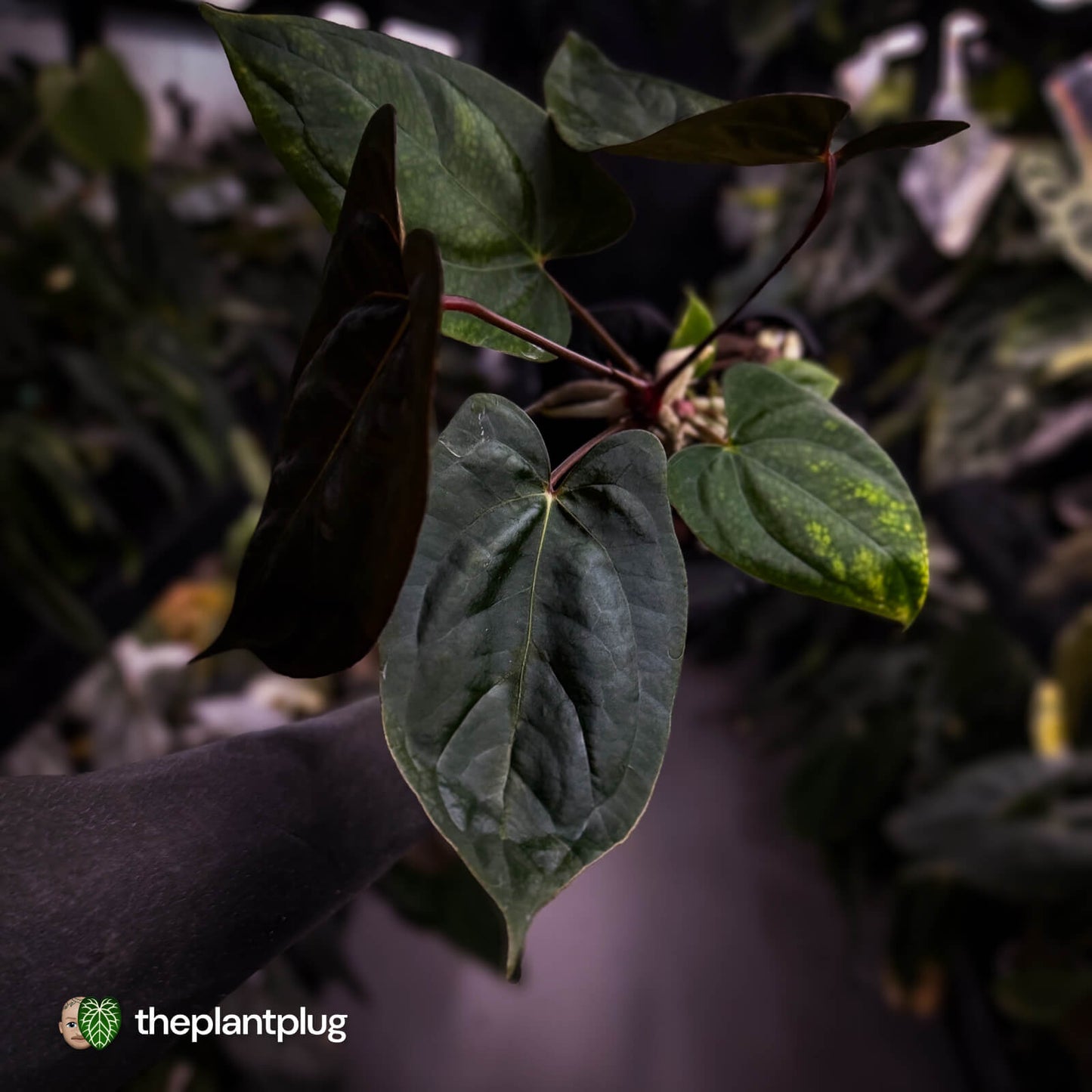 Anthurium 'RVDP' x papillilaminum 'RL' s1 • DARK SELECT