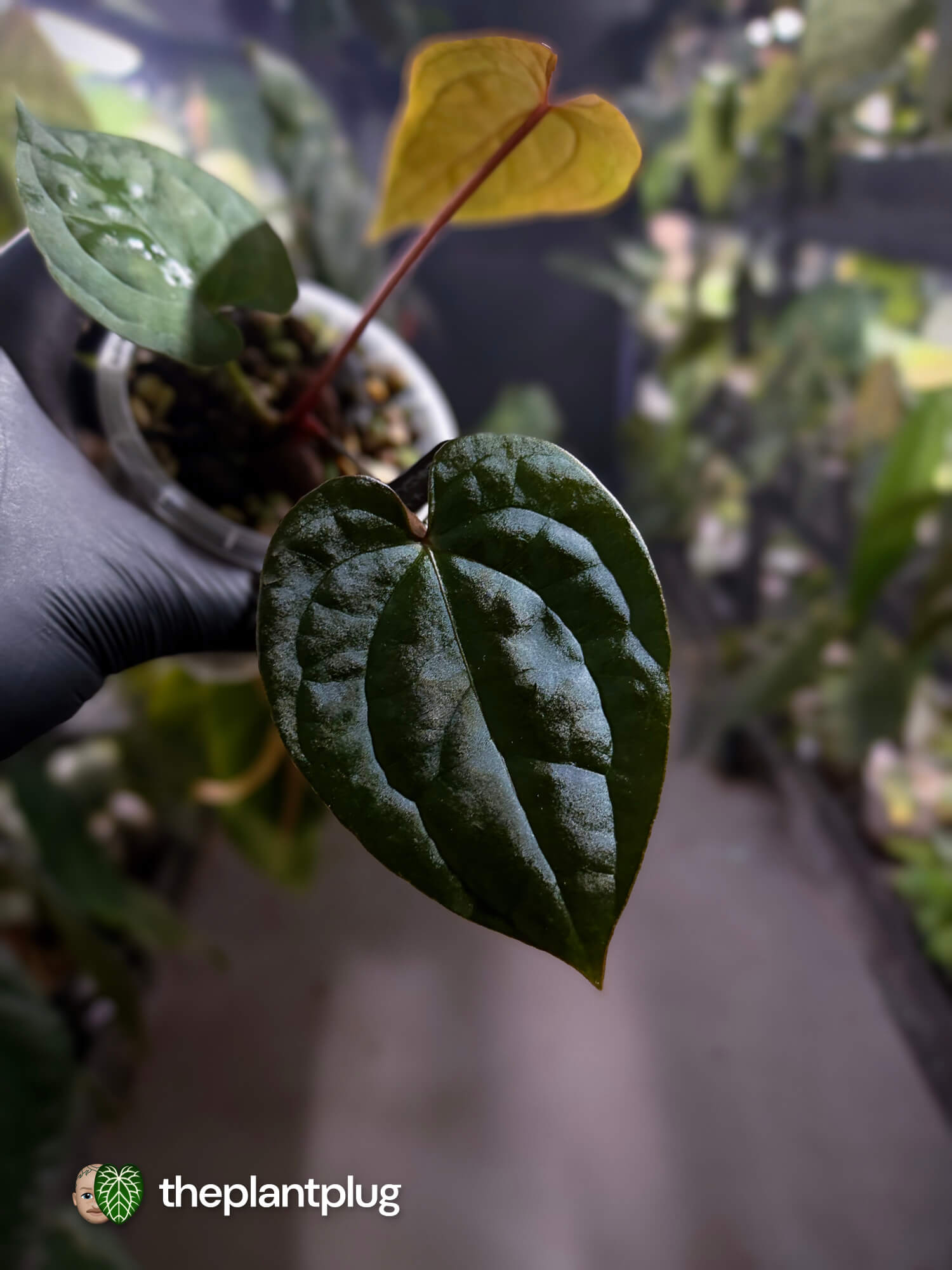 Anthurium ('JS NOID' x luxurians) #EmeraldLuxury 💎