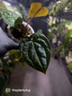 Anthurium ('JS NOID' x luxurians) #EmeraldLuxury 💎