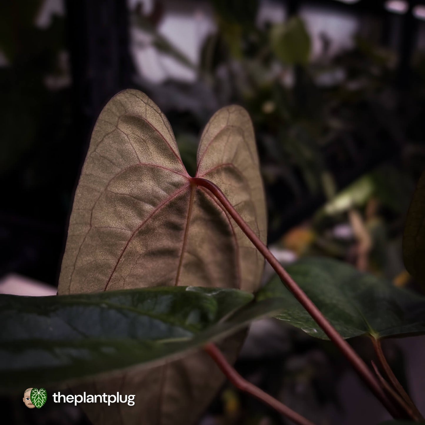 Anthurium 'RVDP' x papillilaminum 'RL' s1 • DARK SELECT