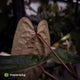 Anthurium 'RVDP' x papillilaminum 'RL' s1 • DARK SELECT
