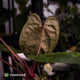 Anthurium 'RVDP' x papillilaminum 'RL' s1 • DARK SELECT